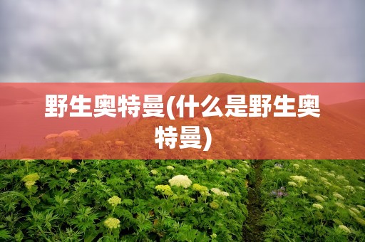 野生奥特曼(什么是野生奥特曼)