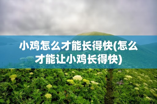 小鸡怎么才能长得快(怎么才能让小鸡长得快)