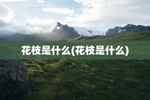 花枝是什么(花枝是什么)