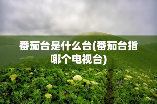 番茄台是什么台(番茄台指哪个电视台)