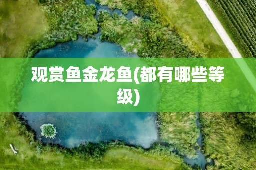 观赏鱼金龙鱼(都有哪些等级)