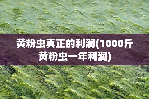 黄粉虫真正的利润(1000斤黄粉虫一年利润)