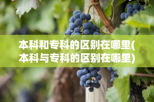 本科和专科的区别在哪里(本科与专科的区别在哪里)