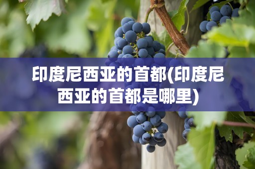 印度尼西亚的首都(印度尼西亚的首都是哪里)