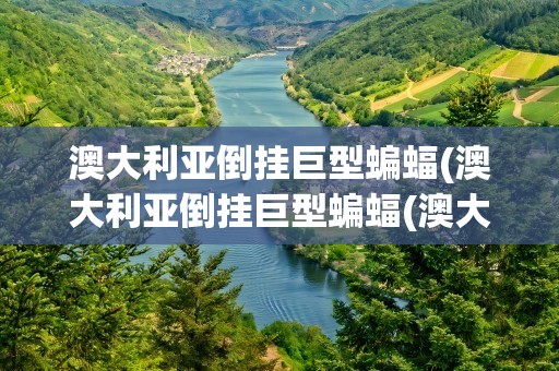 澳大利亚倒挂巨型蝙蝠(澳大利亚倒挂巨型蝙蝠(澳大利亚倒挂巨型蝙蝠图片))