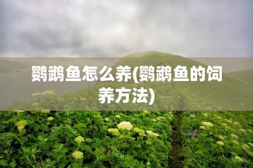 鹦鹉鱼怎么养(鹦鹉鱼的饲养方法)