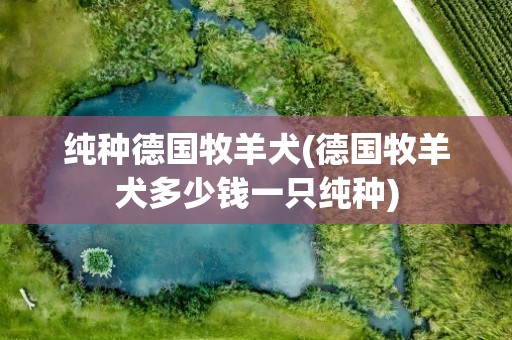 纯种德国牧羊犬(德国牧羊犬多少钱一只纯种)
