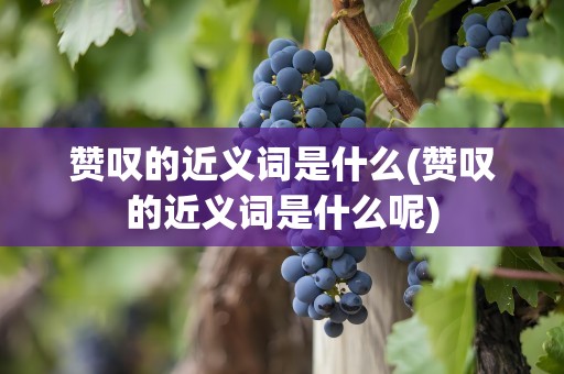 赞叹的近义词是什么(赞叹的近义词是什么呢)