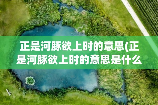 正是河豚欲上时的意思(正是河豚欲上时的意思是什么)