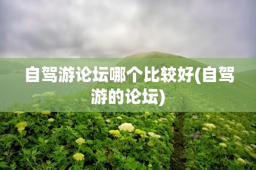 自驾游论坛哪个比较好(自驾游的论坛)