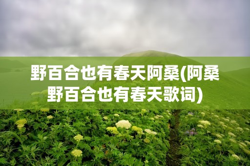 野百合也有春天阿桑(阿桑野百合也有春天歌词)