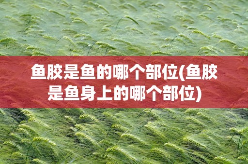 鱼胶是鱼的哪个部位(鱼胶是鱼身上的哪个部位)