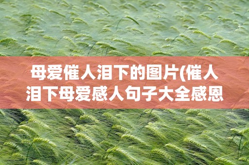 母爱催人泪下的图片(催人泪下母爱感人句子大全感恩母亲的句子)