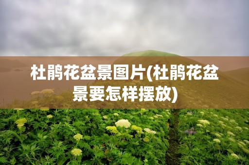 杜鹃花盆景图片(杜鹃花盆景要怎样摆放)