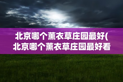 北京哪个薰衣草庄园最好(北京哪个薰衣草庄园最好看)