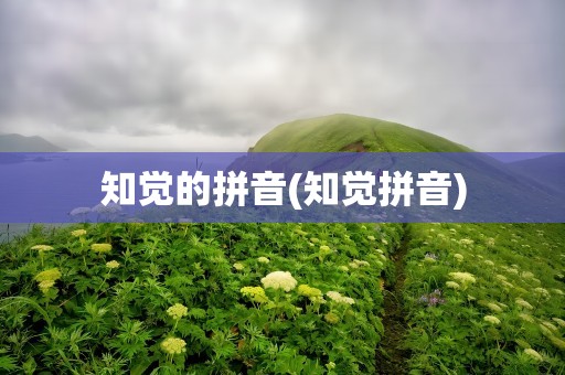 知觉的拼音(知觉拼音)
