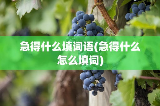 急得什么填词语(急得什么怎么填词)
