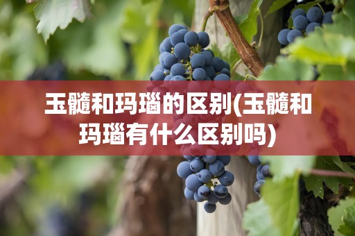 玉髓和玛瑙的区别(玉髓和玛瑙有什么区别吗)