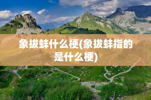 象拔蚌什么梗(象拔蚌指的是什么梗)