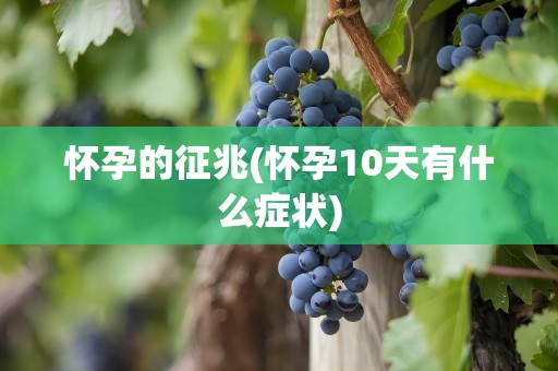 怀孕的征兆(怀孕10天有什么症状)
