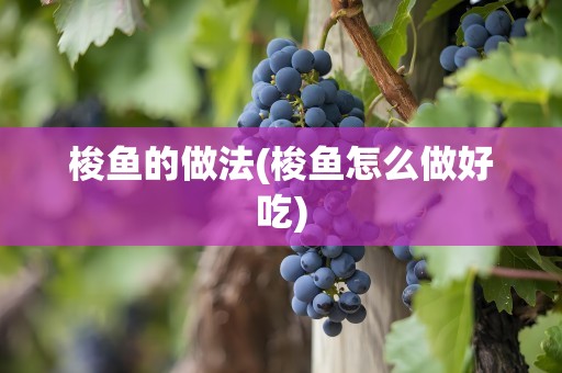 梭鱼的做法(梭鱼怎么做好吃)