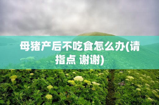 母猪产后不吃食怎么办(请指点 谢谢)