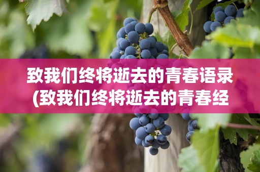致我们终将逝去的青春语录(致我们终将逝去的青春经典语录)