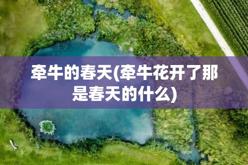 牵牛的春天(牵牛花开了那是春天的什么)