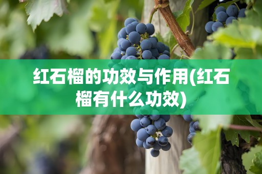红石榴的功效与作用(红石榴有什么功效)