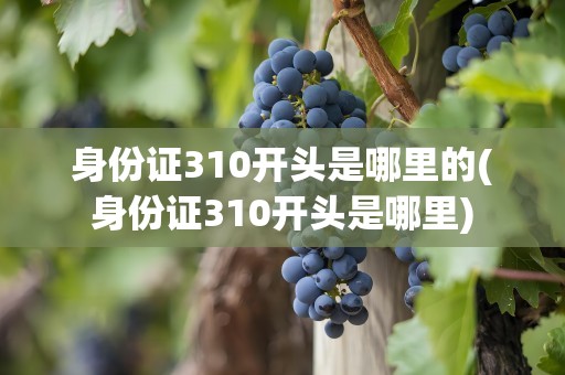 身份证310开头是哪里的(身份证310开头是哪里)