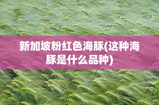 新加坡粉红色海豚(这种海豚是什么品种)