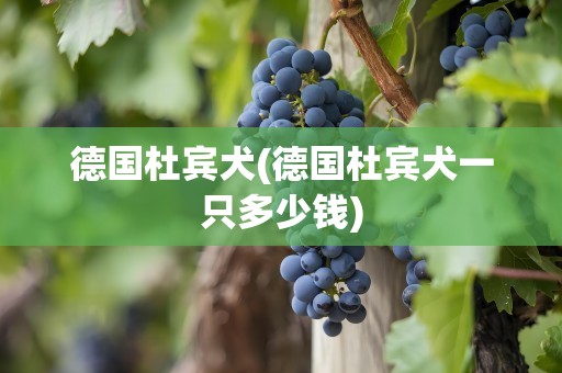 德国杜宾犬(德国杜宾犬一只多少钱)