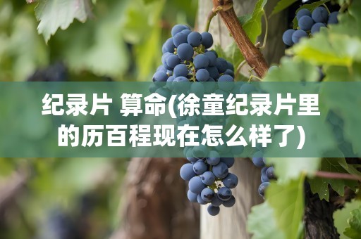 纪录片 算命(徐童纪录片里的历百程现在怎么样了)