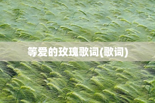等爱的玫瑰歌词(歌词)