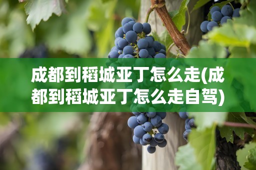 成都到稻城亚丁怎么走(成都到稻城亚丁怎么走自驾)