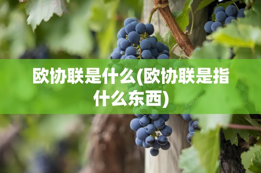 欧协联是什么(欧协联是指什么东西)