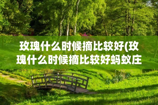 玫瑰什么时候摘比较好(玫瑰什么时候摘比较好蚂蚁庄园)
