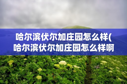 哈尔滨伏尔加庄园怎么样(哈尔滨伏尔加庄园怎么样啊)
