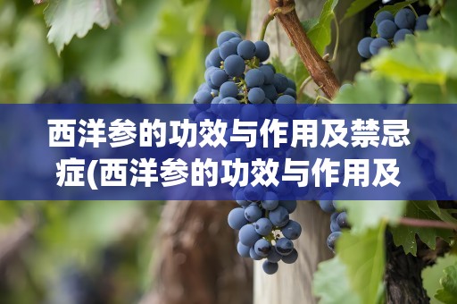 西洋参的功效与作用及禁忌症(西洋参的功效与作用及禁忌)