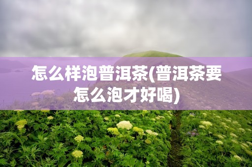 怎么样泡普洱茶(普洱茶要怎么泡才好喝)