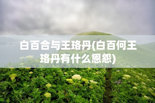 白百合与王珞丹(白百何王珞丹有什么恩怨)