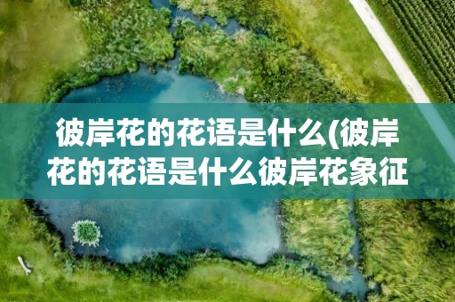 彼岸花的花语是什么(彼岸花的花语是什么彼岸花象征着什么)
