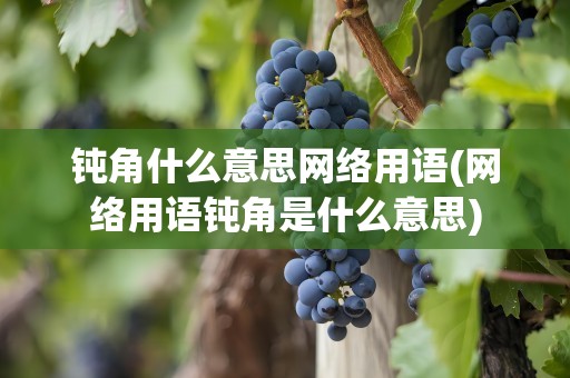 钝角什么意思网络用语(网络用语钝角是什么意思)