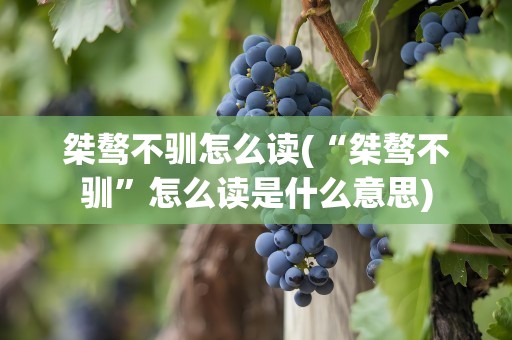 桀骜不驯怎么读(“桀骜不驯”怎么读是什么意思)