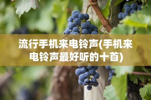 流行手机来电铃声(手机来电铃声最好听的十首)