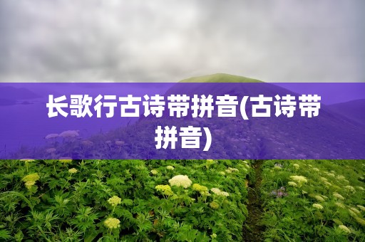 长歌行古诗带拼音(古诗带拼音)