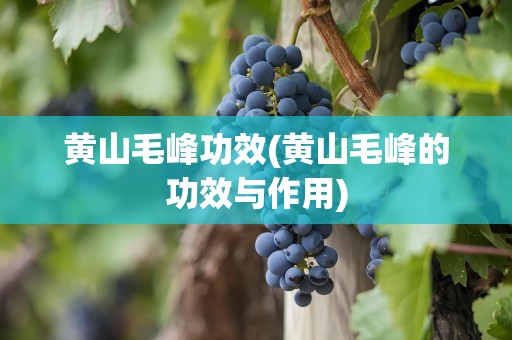 黄山毛峰功效(黄山毛峰的功效与作用)