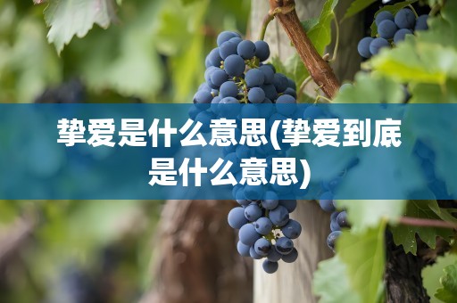 挚爱是什么意思(挚爱到底是什么意思)
