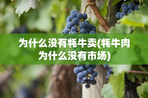 为什么没有牦牛卖(牦牛肉为什么没有市场)