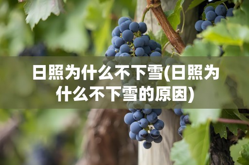 日照为什么不下雪(日照为什么不下雪的原因)